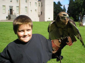 The Sorcerers Apprentice with falcon